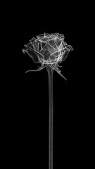 White rose with transparent petals on a long stem in x-ray style on a black background. Minimalistic black and white illustration.