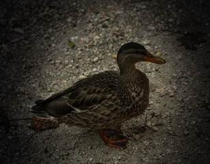 duck on the water
