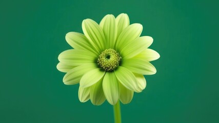 One green flower on green monochrome background. Copy space, place for text, empty space. View from above.