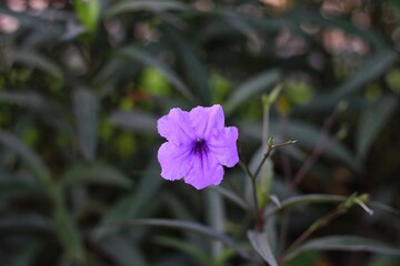 Close up view of beauty Ruellia Angustifolia