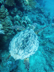 Water turtle in the coral reef during a dive in Bali
