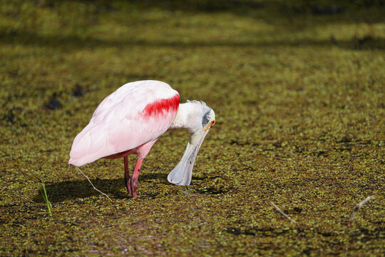 Roseate Spoonbill (Platalea ajaja) feeding on the ground