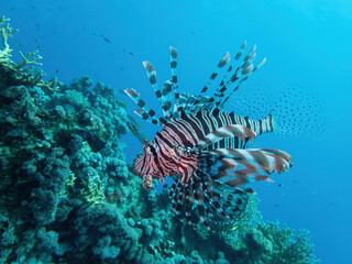 Naklejka na ściany i meble Pacific lionfish in the coral reef during a dive in Bali