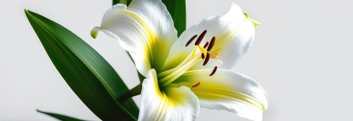 One white lily flower on white monochrome background. Copy space, place for text, empty space. View from above. Banner