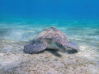 Water turtle in the coral reef during a dive in Bali