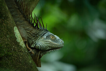 Portrait of a green iguana (Iguana iguana) in the canopy, Costa Rica