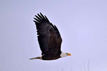 eagle in flight