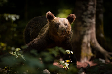 Fototapeta premium OURS DE SLOVENIE