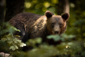 Fototapeta premium OURS DE SLOVENIE