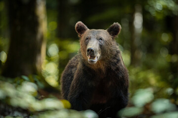 Fototapeta premium OURS DE SLOVENIE