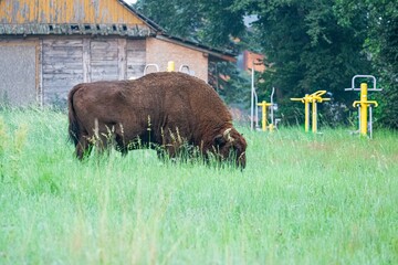 Żubr wielki silny byk z rejonu Puszczy Białowieskiej