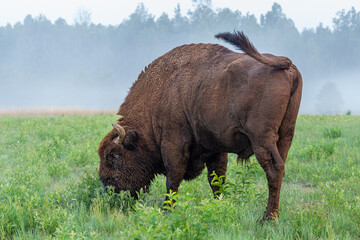 Żubr wielki silny byk z rejonu Puszczy Białowieskiej
