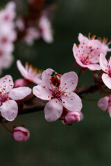 A blossoming branch of a decorative plum with pink flowers, a ladybug sits on a flower.