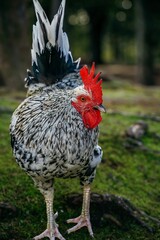 Beautiful cockerel with a white mane walks with his chickens in the garden. chickens on traditional free range poultry