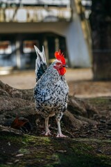 Beautiful cockerel with a white mane walks with his chickens in the garden. chickens on traditional free range poultry