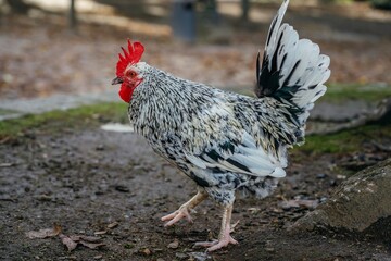 Beautiful cockerel with a white mane walks with his chickens in the garden. chickens on traditional free range poultry