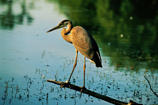 Great blue heron in its dark phase perched on a branch over water