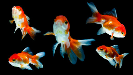 a group of goldfish swimming in a dark background.