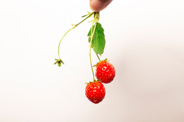 woman's hand picking up fresh red strawberries in isolation on white background