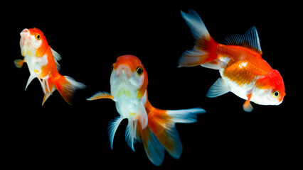 a group of goldfish swimming in a dark background.