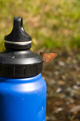 Conserving Water and Insects in Natural Habitats,  butterfly Resting on a Blue Water Bottle in Nature - 763379246