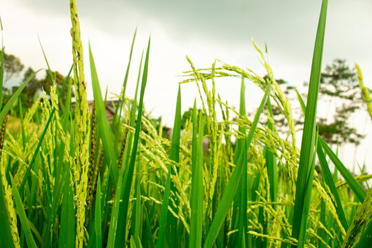 photo of green rice fields, natural background