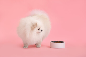 Dog breed pomeranian spitz funny stands on a pink background