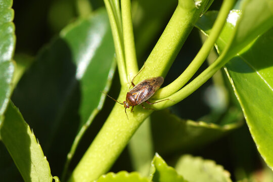 Small, hairy European tarnished plant bug, Lygus rugulipennis. Tribe Mirini, subfamily Mirinae, family Plant Bugs (Miridae). On Evergreen spindle, Euonymus japonicus. Spring, March, Netherlands.