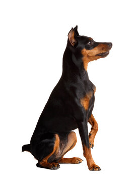 Friendly miniature pinscher giving a paw, isolated on white background