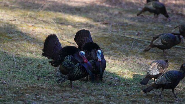 Two wild gobbler turkeys with hens in a forest.