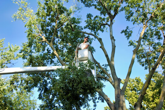 Tree trimming in a backyard; Lincoln, Nebraska, United States of America