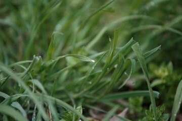 green grass with water drops close-up