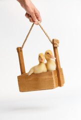 Funny little ducklings in a wooden box on a white background.