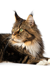 Maine Coon cat lies on a white background