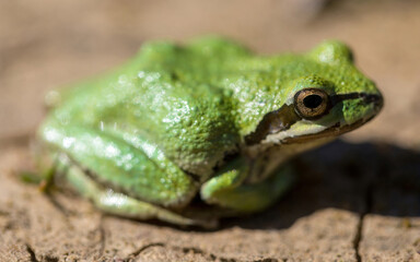 Green color morph Pacific Tree Frog. Joseph D. Grant County Park, Santa Clara County, California.