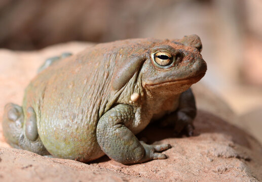 Coloradokr&ouml;te - Colorado River toad