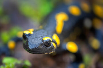 Closeup real photography of a fire salamander (Salamandra salamandra). Beautiful and colorful amphibian animal with black with yellow spots. Friuli Venezia Giulia region, Italy.