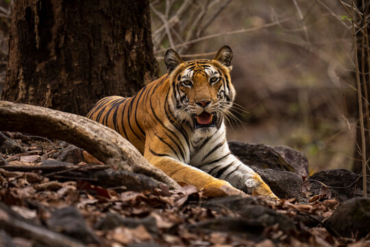 Portrait of Bengal tiger (Panthera tigris tigris) lying on ground amongst roots in forest, looking at the camera; Madhya Pradesh, India
