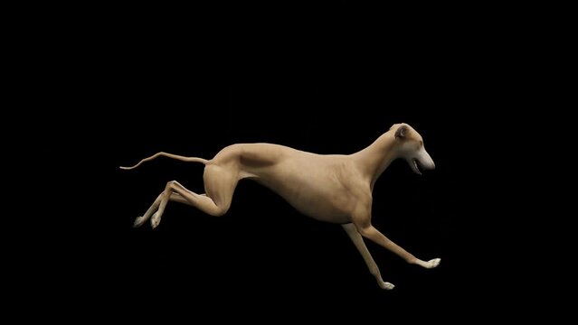 Looping footage: Majestic Greyhound running against a striking black background. Perfect for captivating your audience.