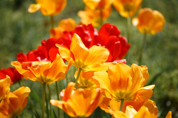 Blooming red and yellow tulips in the sun's rays in the park on a blurred green background