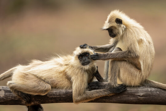 Northern plains gray langur (Semnopithecus entellus) its grooming another in Bandhavgarh National Park; Madhya Pradesh, India