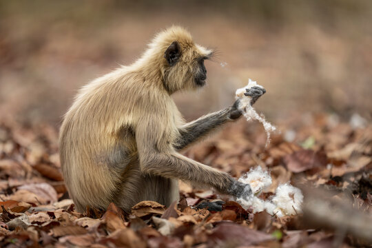 Northern plains gray langur (Semnopithecus entellus) sits with kapok (Ceiba pentandra), Bandhavgarh National Park; Madhya Pradesh, India