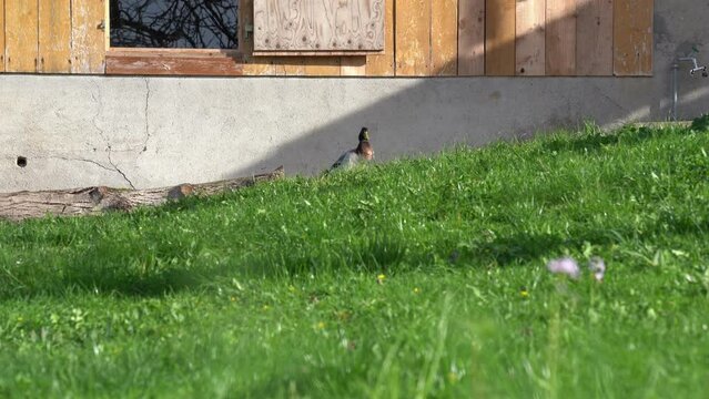 Male Indian runner duck cleaning at meadow of farm at Swiss City of Zürich on a sunny spring afternoon. Movie shot March 20th, 2024, Zurich, Switzerland.