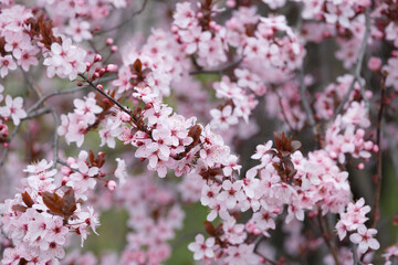 Branches of ornamental Pissardi plum blossoming with pink flowers, spring floral background.