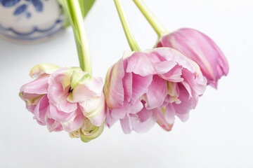 Pink tulips on light background.