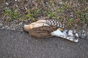 dead cooper's hawk lying on the side of the road next to a patch of grass (road killed cooper bird...