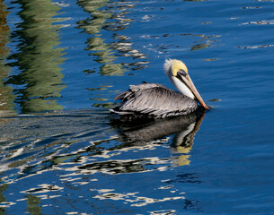 pelican on the water with reflections of a dock