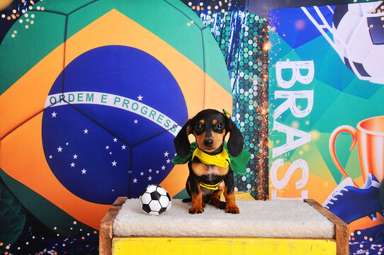 filhote de duchshund vestidas de brasil, bandeira do brasil, copa do mundo de futebol 