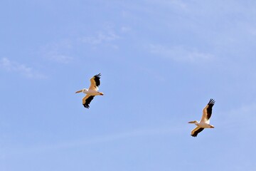 Zwei Pelikane im Flug