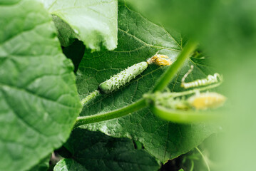 Organic fresh young cucumbers on a bush. Concept of gardening, gardening and healthy eating. Copy space